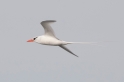 063 Red-billed tropicbird 10